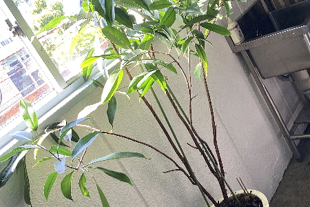 観葉植物