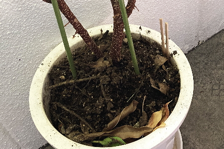 観葉植物