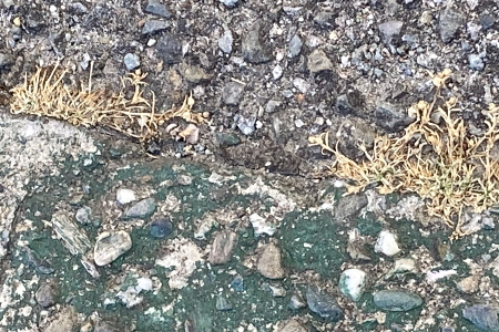 雑草